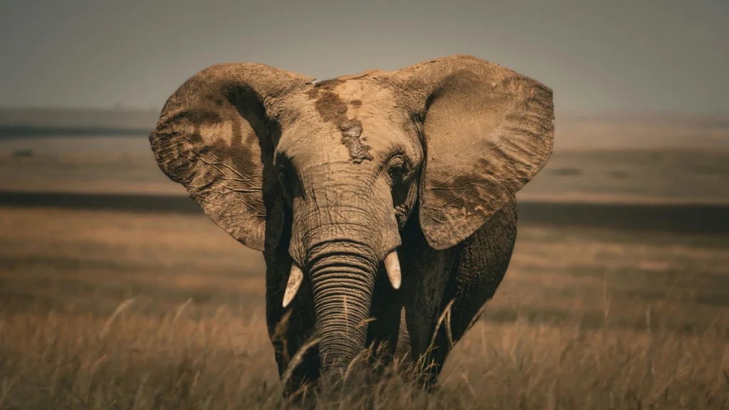 Travel scene for Masai Mara, Nakuru and Amboseli Family Safari: 5 Days, image 12