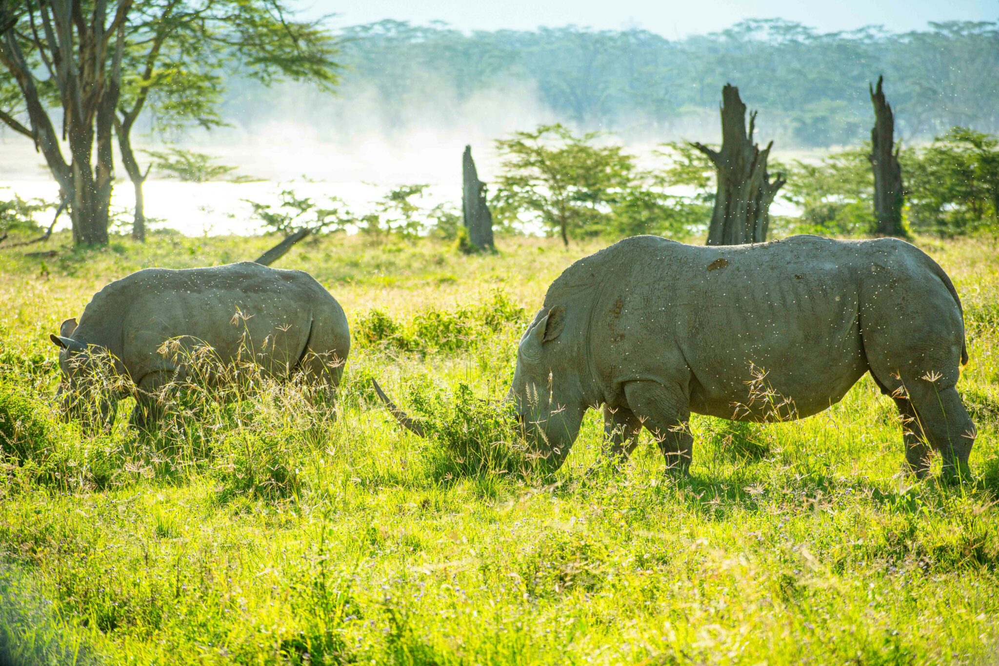 Travel scene for Masai Mara & Nakuru Migration Safari: 4 Days, image 7