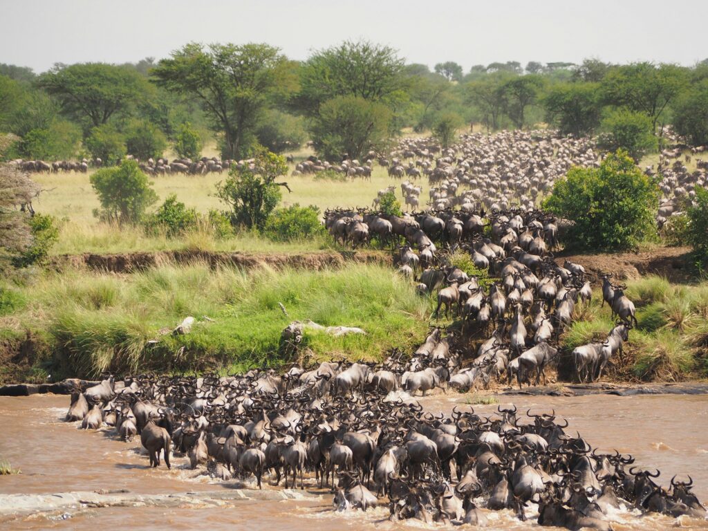 Travel scene for Masai Mara & Nakuru Migration Safari: 4 Days, image 17
