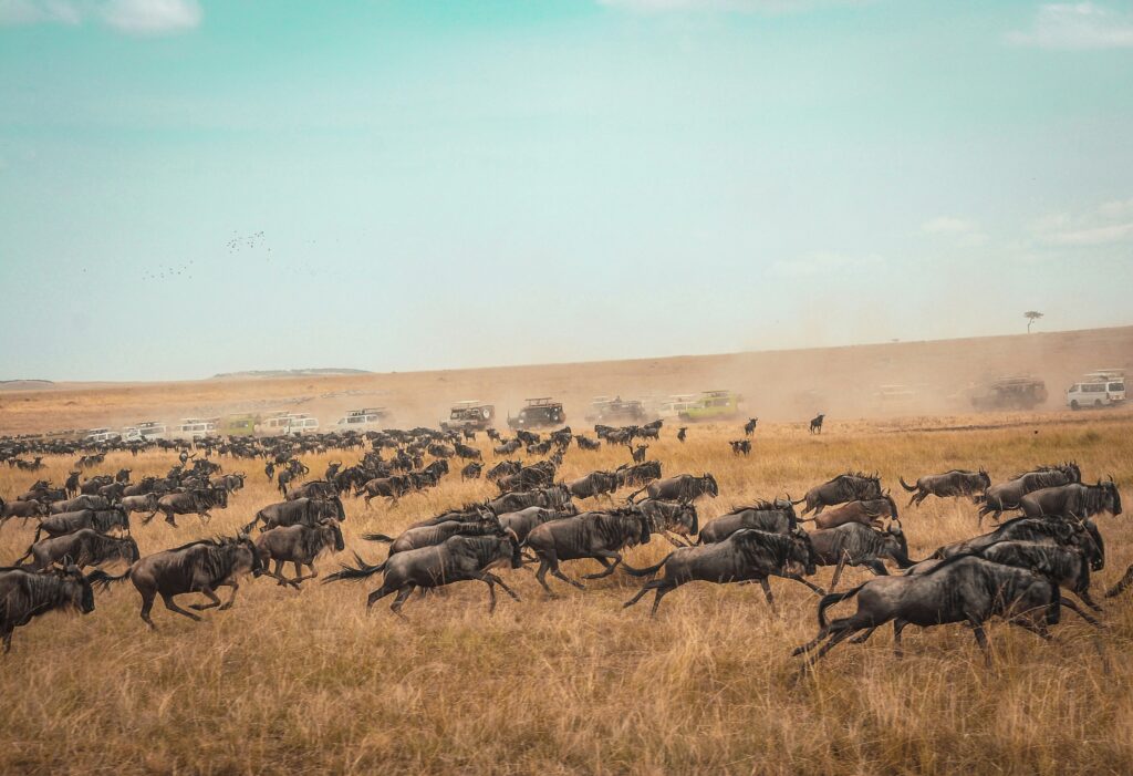 Travel scene for Masai Mara & Nakuru Migration Safari: 4 Days, image 18