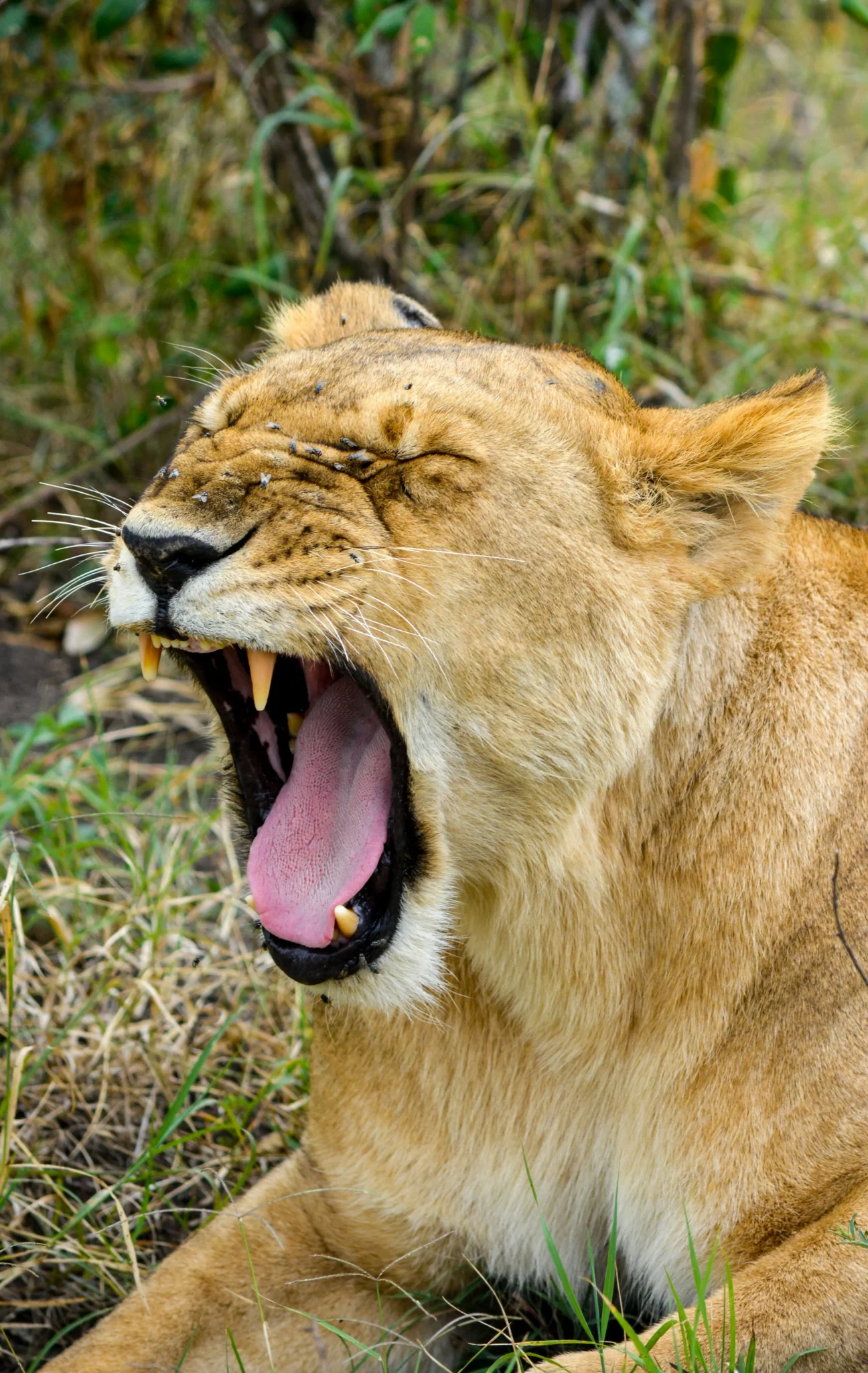 Travel scene from Masai Mara National Reserve
