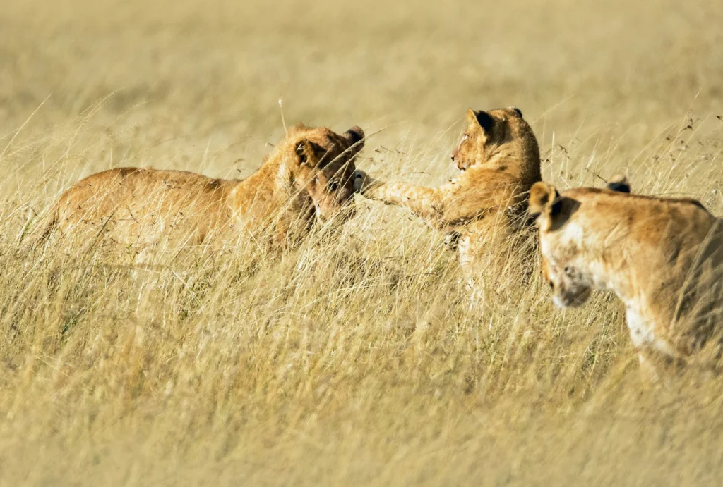 Travel scene from Masai Mara National Reserve, image 1