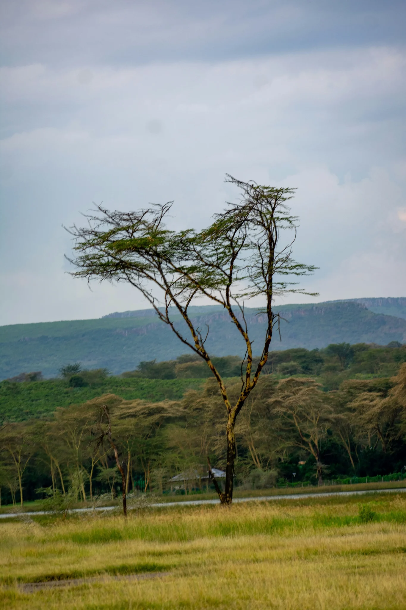 Travel scene from Meru National Park