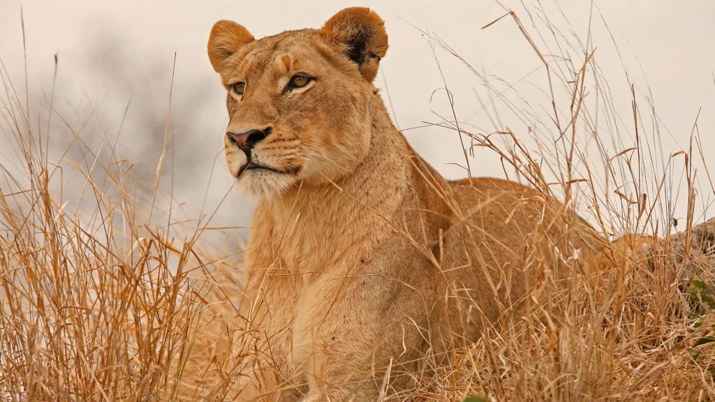 Travel scene from Meru National Park, image 1