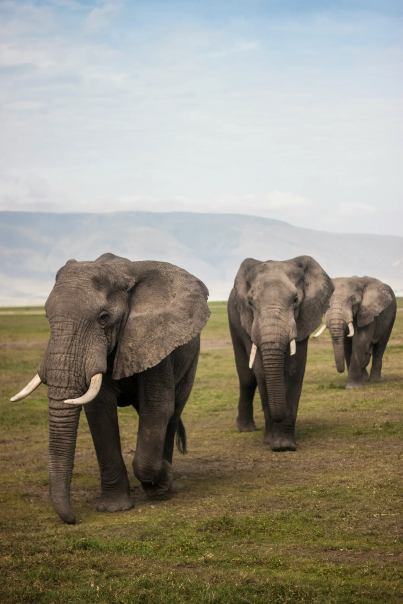 Travel scene from Mount Kenya National Park