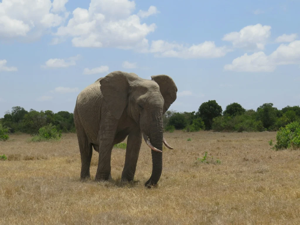 Travel scene from Ol Pejeta Conservancy, image 4