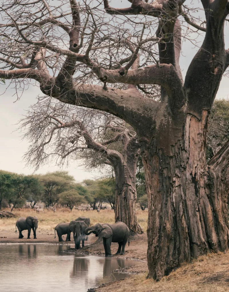 Travel scene from Tarangire National Park