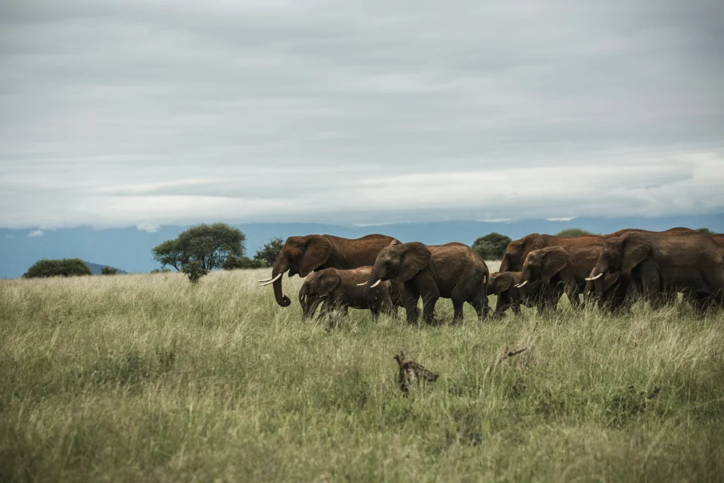 Travel scene from Tarangire National Park, image 1