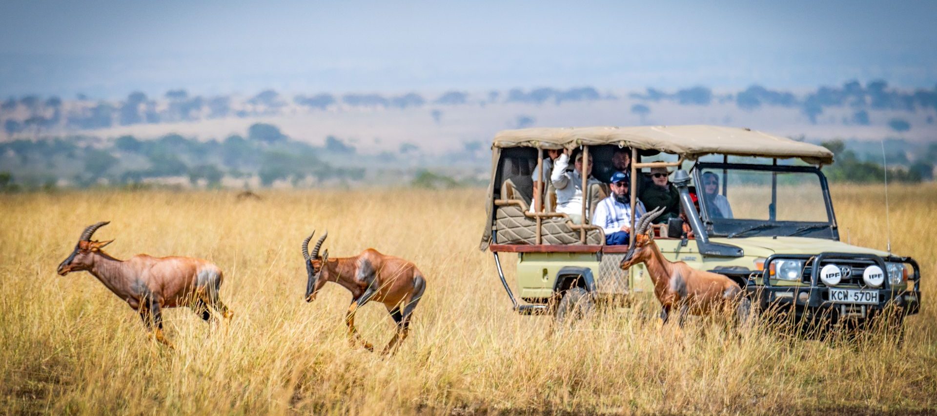 Open safari vehicle observing topi on tall grassland