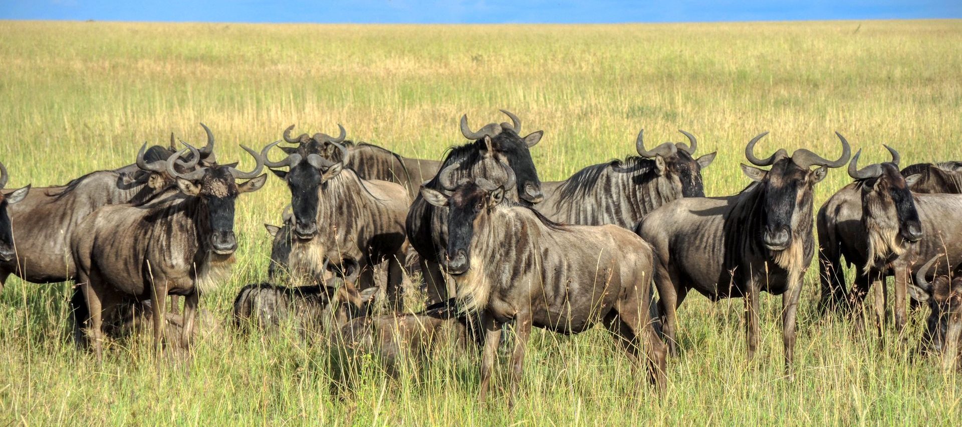 Wildebeest herd standing across open savanna beneath a blue sky