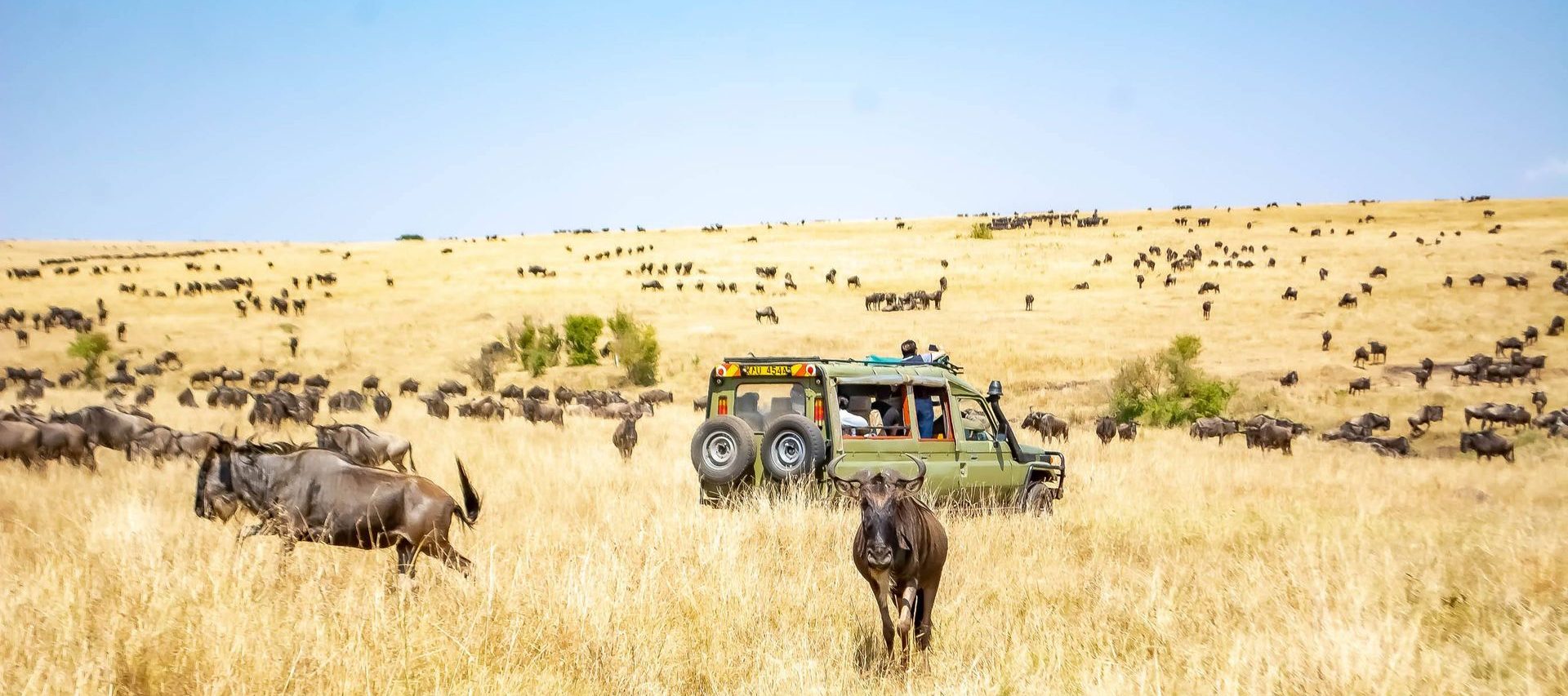 Wildebeest moving across dry grassland around a safari vehicle