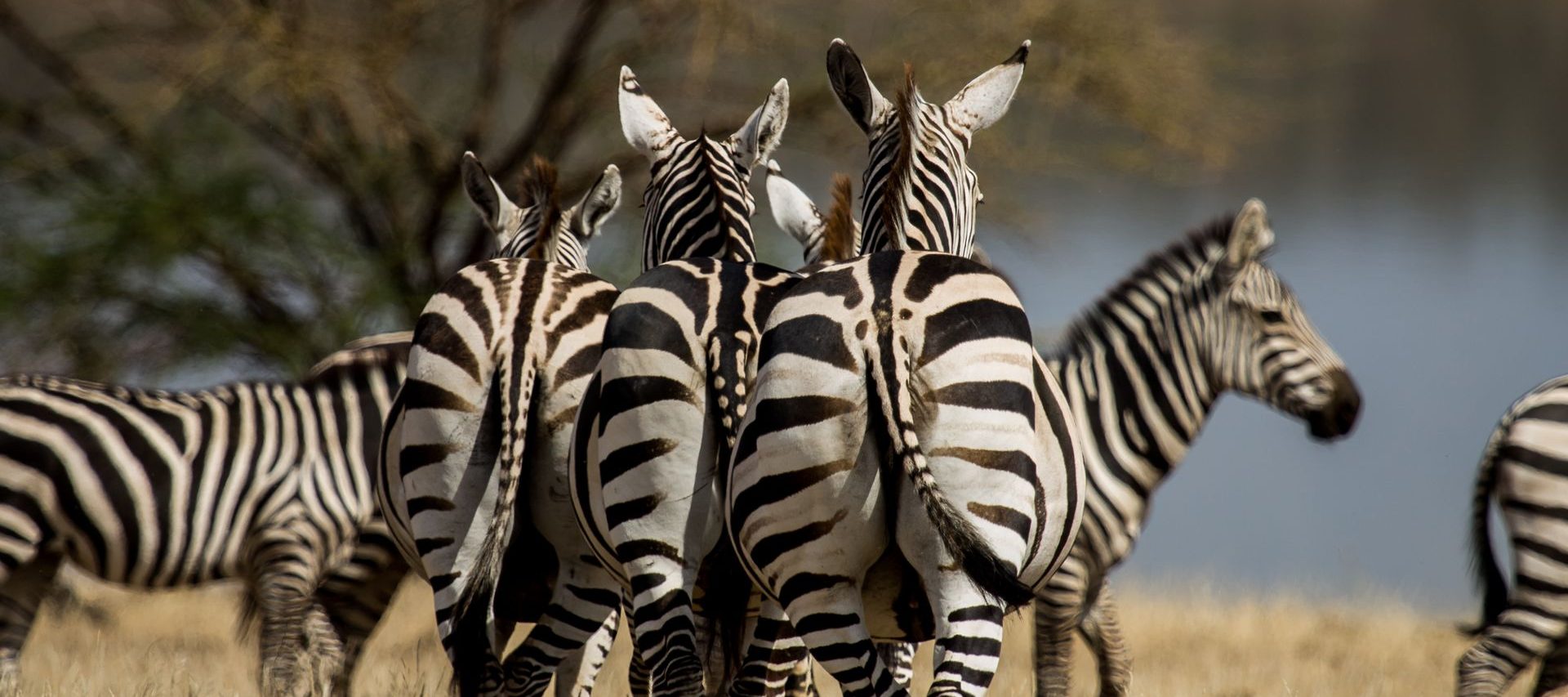 Zebra herd standing together on dry grassland